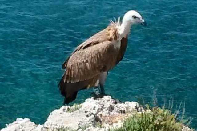 Avvistato un grifone sulla costa salentina: evento rarissimo. Il video